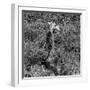 Awesome South Africa Collection Square - Giraffe B&W-Philippe Hugonnard-Framed Photographic Print