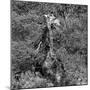 Awesome South Africa Collection Square - Giraffe B&W-Philippe Hugonnard-Mounted Photographic Print