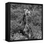 Awesome South Africa Collection Square - Giraffe B&W-Philippe Hugonnard-Framed Stretched Canvas