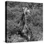 Awesome South Africa Collection Square - Giraffe B&W-Philippe Hugonnard-Stretched Canvas