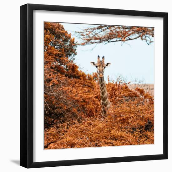 Awesome South Africa Collection Square - Giraffe in Red Trees-Philippe Hugonnard-Framed Photographic Print