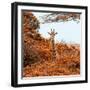 Awesome South Africa Collection Square - Giraffe in Red Trees-Philippe Hugonnard-Framed Photographic Print