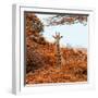 Awesome South Africa Collection Square - Giraffe in Red Trees-Philippe Hugonnard-Framed Photographic Print