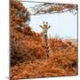 Awesome South Africa Collection Square - Giraffe in Red Trees-Philippe Hugonnard-Mounted Photographic Print