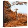 Awesome South Africa Collection Square - Giraffe in Red Trees-Philippe Hugonnard-Stretched Canvas