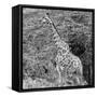 Awesome South Africa Collection Square - Giraffe in the Bush II-Philippe Hugonnard-Framed Stretched Canvas