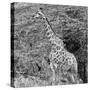 Awesome South Africa Collection Square - Giraffe in the Bush II-Philippe Hugonnard-Stretched Canvas