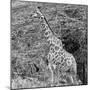 Awesome South Africa Collection Square - Giraffe in the Bush II-Philippe Hugonnard-Mounted Photographic Print