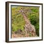 Awesome South Africa Collection Square - Giraffe in the Bush-Philippe Hugonnard-Framed Photographic Print