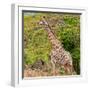 Awesome South Africa Collection Square - Giraffe in the Bush-Philippe Hugonnard-Framed Photographic Print