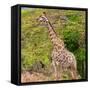 Awesome South Africa Collection Square - Giraffe in the Bush-Philippe Hugonnard-Framed Stretched Canvas