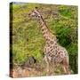 Awesome South Africa Collection Square - Giraffe in the Bush-Philippe Hugonnard-Stretched Canvas