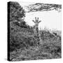 Awesome South Africa Collection Square - Giraffe in Trees B&W-Philippe Hugonnard-Stretched Canvas