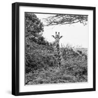 Awesome South Africa Collection Square - Giraffe in Trees B&W-Philippe Hugonnard-Framed Photographic Print
