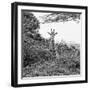 Awesome South Africa Collection Square - Giraffe in Trees B&W-Philippe Hugonnard-Framed Photographic Print