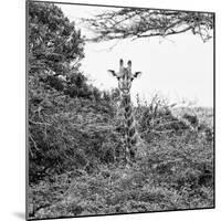 Awesome South Africa Collection Square - Giraffe in Trees B&W-Philippe Hugonnard-Mounted Photographic Print