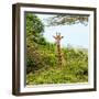 Awesome South Africa Collection Square - Giraffe in Trees-Philippe Hugonnard-Framed Photographic Print