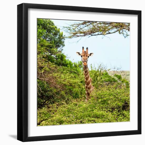 Awesome South Africa Collection Square - Giraffe in Trees-Philippe Hugonnard-Framed Photographic Print