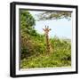 Awesome South Africa Collection Square - Giraffe in Trees-Philippe Hugonnard-Framed Photographic Print