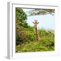 Awesome South Africa Collection Square - Giraffe in Trees-Philippe Hugonnard-Framed Photographic Print