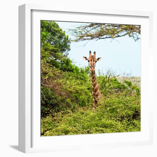 Awesome South Africa Collection Square - Giraffe in Trees-Philippe Hugonnard-Framed Photographic Print