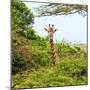 Awesome South Africa Collection Square - Giraffe in Trees-Philippe Hugonnard-Mounted Photographic Print