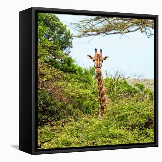 Awesome South Africa Collection Square - Giraffe in Trees-Philippe Hugonnard-Framed Stretched Canvas