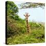 Awesome South Africa Collection Square - Giraffe in Trees-Philippe Hugonnard-Stretched Canvas