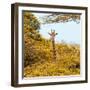 Awesome South Africa Collection Square - Giraffe in Yellow Trees-Philippe Hugonnard-Framed Photographic Print