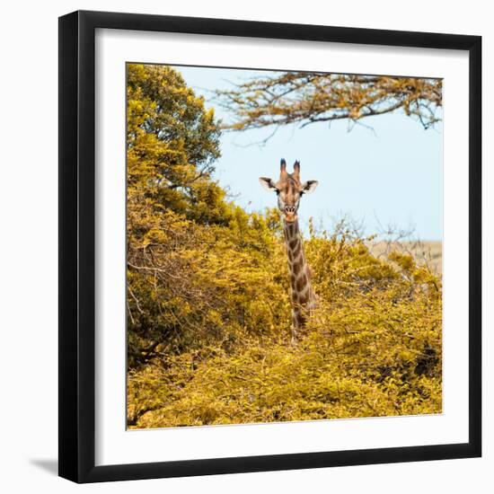 Awesome South Africa Collection Square - Giraffe in Yellow Trees-Philippe Hugonnard-Framed Photographic Print