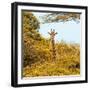 Awesome South Africa Collection Square - Giraffe in Yellow Trees-Philippe Hugonnard-Framed Photographic Print