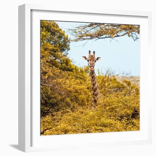 Awesome South Africa Collection Square - Giraffe in Yellow Trees-Philippe Hugonnard-Framed Photographic Print