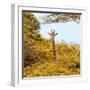 Awesome South Africa Collection Square - Giraffe in Yellow Trees-Philippe Hugonnard-Framed Photographic Print