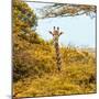 Awesome South Africa Collection Square - Giraffe in Yellow Trees-Philippe Hugonnard-Mounted Photographic Print