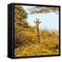 Awesome South Africa Collection Square - Giraffe in Yellow Trees-Philippe Hugonnard-Framed Stretched Canvas