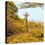 Awesome South Africa Collection Square - Giraffe in Yellow Trees-Philippe Hugonnard-Stretched Canvas