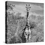 Awesome South Africa Collection Square - Giraffe Portrait B&W-Philippe Hugonnard-Stretched Canvas