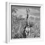 Awesome South Africa Collection Square - Giraffe Portrait B&W-Philippe Hugonnard-Framed Photographic Print