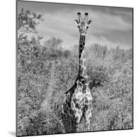 Awesome South Africa Collection Square - Giraffe Portrait B&W-Philippe Hugonnard-Mounted Photographic Print