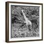 Awesome South Africa Collection Square - Giraffe Portrait II B&W-Philippe Hugonnard-Framed Photographic Print