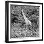 Awesome South Africa Collection Square - Giraffe Portrait II B&W-Philippe Hugonnard-Framed Photographic Print