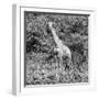 Awesome South Africa Collection Square - Giraffe Portrait II B&W-Philippe Hugonnard-Framed Photographic Print