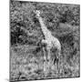Awesome South Africa Collection Square - Giraffe Portrait II B&W-Philippe Hugonnard-Mounted Photographic Print