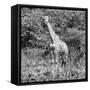 Awesome South Africa Collection Square - Giraffe Portrait II B&W-Philippe Hugonnard-Framed Stretched Canvas