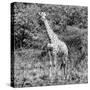 Awesome South Africa Collection Square - Giraffe Portrait II B&W-Philippe Hugonnard-Stretched Canvas