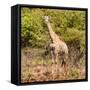 Awesome South Africa Collection Square - Giraffe Portrait II-Philippe Hugonnard-Framed Stretched Canvas