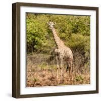 Awesome South Africa Collection Square - Giraffe Portrait II-Philippe Hugonnard-Framed Photographic Print