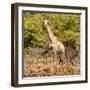 Awesome South Africa Collection Square - Giraffe Portrait II-Philippe Hugonnard-Framed Photographic Print