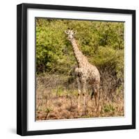 Awesome South Africa Collection Square - Giraffe Portrait II-Philippe Hugonnard-Framed Photographic Print