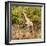 Awesome South Africa Collection Square - Giraffe Portrait II-Philippe Hugonnard-Framed Photographic Print